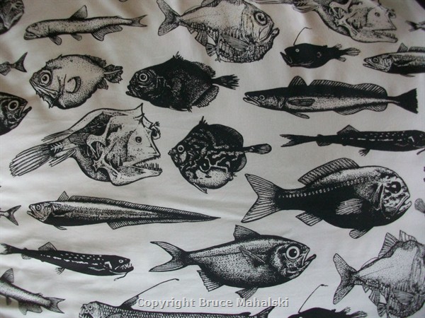 New Zeland Deeepwater Fish Print